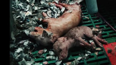 1 Min UK Pig Farms 2016