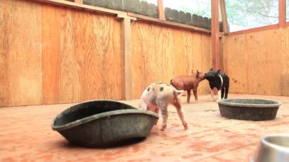 Adorable Rescued Piglets Frolick