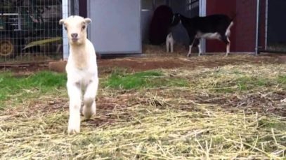 Animal Place’s Noah and Cornelius Baby Goats