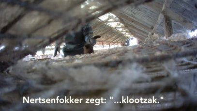 Animal Rights filmt gruwelijke vergassing van nertsen met verborgen camera’s