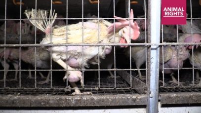 Animal Rights is shocked by the conditions in which the laying hens in the Flemish egg sector have to live.