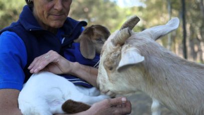 Bouncing Baby Bella the Goat