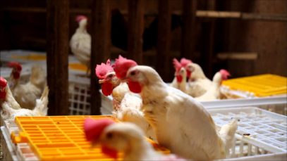 Caged hens fly for first time