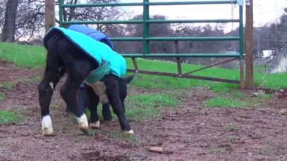 Calves Panda Bob and Mortimer Romp About