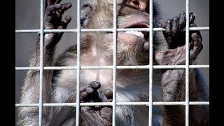 Camarles Exposed – European Monkey supplier for laboratories