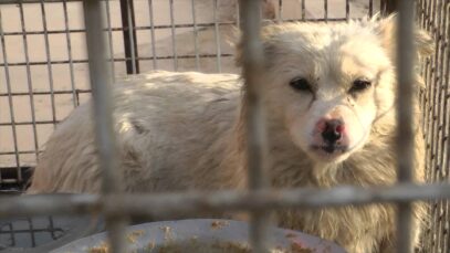 Cani e gatti utilizzati per la fabbricazione di borse, giocattoli ed indumenti in Cina