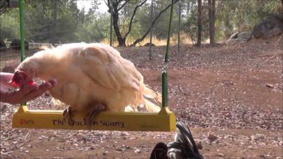 Chicken on a Swing (Sorta)