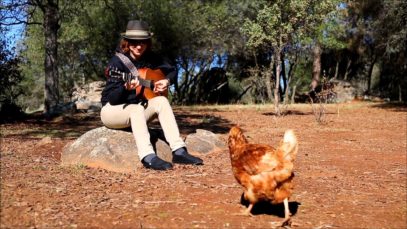 Chickens Enjoy Guitar Music