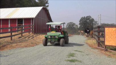 Cows Excited For New Pasture