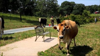 Cows Move to New Pasture