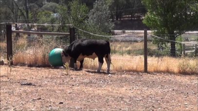 Cows Play With Bouncy Ball