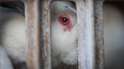 Cruelty exposed inside rabbit farms linked to the UK | Animal Equality Investigation