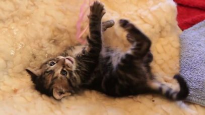 Cuteness Alert!! Jessica Kitten playing with her toys!