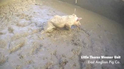 Filth | East Anglian Pig Co.