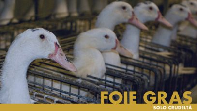 FOIE GRAS, solo crudeltà – un’indagine di Essere Animali