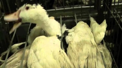 Gli allevamenti di Foie Gras | Una investigazione di Animal Equality