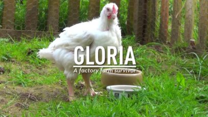 Gloria – factory farm survivor