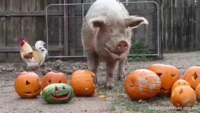 Halloween – Pigs, Peace and Pumpkins