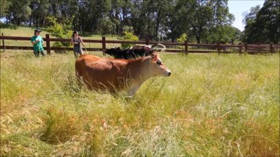 Happy Cows Love Sanctuaries