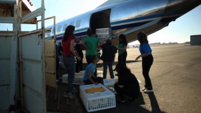 Hens On a Plane: Animal Place’s Coast to Coast Airlift