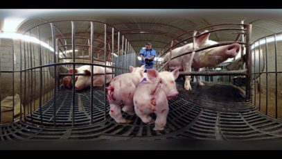 iAnimal, Maiali – Narrato da Giulia Innocenzi