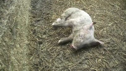 Injuries – East Anglian Pig Co.