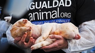 International Animal Rights Day 2010 | Madrid (Spain)