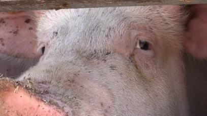 Kalfjes en varkens op weg naar de slacht