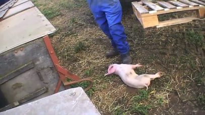 Killing | East Anglian Pig Co.