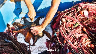 La pesca dei polpi – un’indagine di Essere Animali