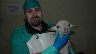 Lamb slaughterhouse | Animal Equality Investigation