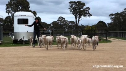 Lamb Stampede