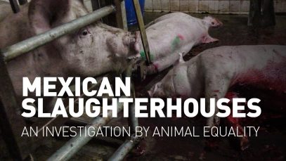 Mexican slaughterhouses – An investigation by Animal Equality