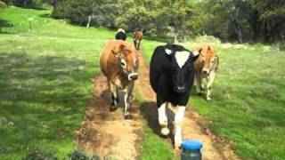 Moving Happy Cows to Greener Pastures