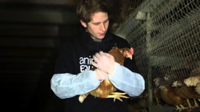 Open Rescue of 6 hens from a free-range farm