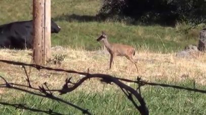 Orphan Fawn Hanging out with Cows