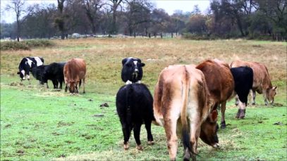 Panda Bob and Mort Meet the Big Cows