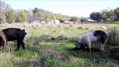 Piglets Explore Pasture, Meet New Pigs