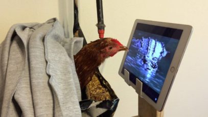 Rescued Hen Enjoys Watching National Geographic