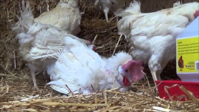 Rescued Hen Plays in Straw for First Time