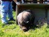 Rescued Pigs See Grass for First Time