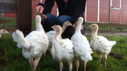 Rescued Turkey Babies Explore New Digs