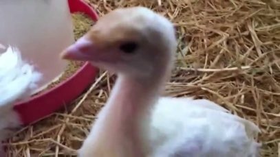 Rescued Turkey Chicks Love iPhones!