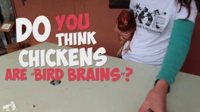 Rethinking “Bird Brain”