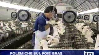 Servizio del TG1 dedicato all’investigazione sul foie gras