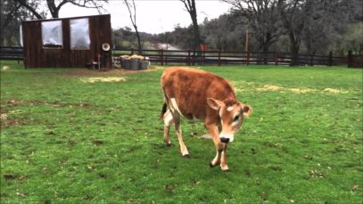 Shelby and Magnolia Calves Say Hi!