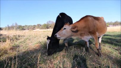 Shelby Cow Kisses Magnolia