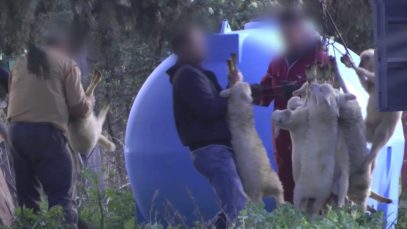 Shocking undercover investigation into lambs industry in Italy