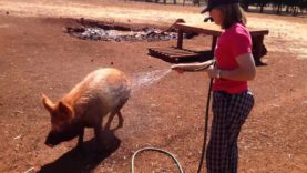 Showering Pigs With Kindness