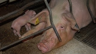 Spanish Pig Farms | An Animal Equality Documentary